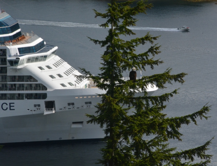 eagle in tree watching passing cruise ship